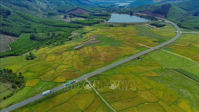 Tuyến đường đi qua một cánh đồng lúa chín vàng thuộc huyện Kỳ Anh (Hà Tĩnh). Ảnh: Hữu Quyết - TTXVN