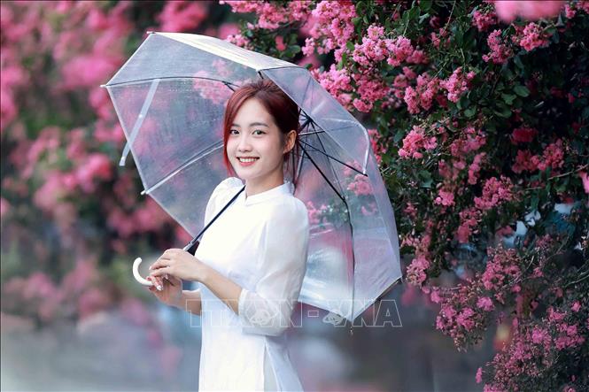 Hoa Tường Vi thu hút đông đảo người yêu hoa ở nhiều lứa tuổi, đặc biệt là các bạn trẻ của thành phố Sơn La đến ngắm và chụp ảnh lưu niệm. Ảnh: Quang Quyết - TTXVN