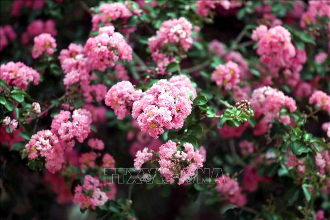 Hoa Tường Vi tại thành phố Sơn La bắt đầu nở rộ từ khoảng trung tuần tháng 5 hàng năm, với sắc hồng tươi tắn, tạo cảnh sắc thơ mộng. Ảnh: Quang Quyết - TTXVN 