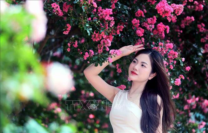 Hoa Tường Vi khoe sắc thu hút đông đảo các bạn trẻ đến ngắm và chụp ảnh lưu niệm. Ảnh: Quang Quyết - TTXVN
