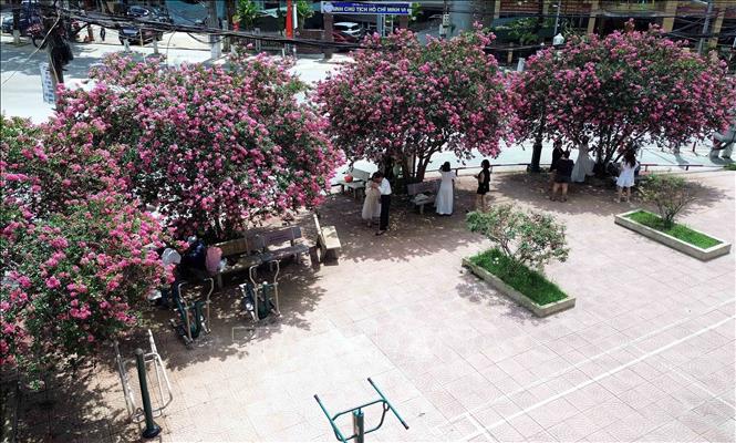 Hoa Tường Vi tại thành phố Sơn La bắt đầu nở rộ từ khoảng trung tuần tháng 5 với sắc hồng tươi tắn, tạo cảnh sắc thơ mộng. Ảnh: Quang Quyết - TTXVN