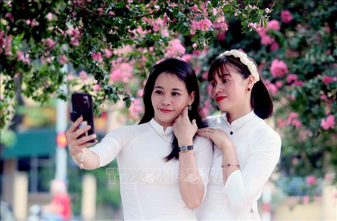 Sắc thắm hồng của hoa Tường Vi thu hút đông đảo người yêu hoa ở nhiều lứa tuổi đến ngắm và chụp ảnh lưu niệm. Ảnh: Quang Quyết - TTXVN