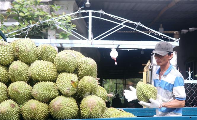 Harvesting durians in the Mekong Delta city of Can Tho. VNA Photo: Thu Hiền 