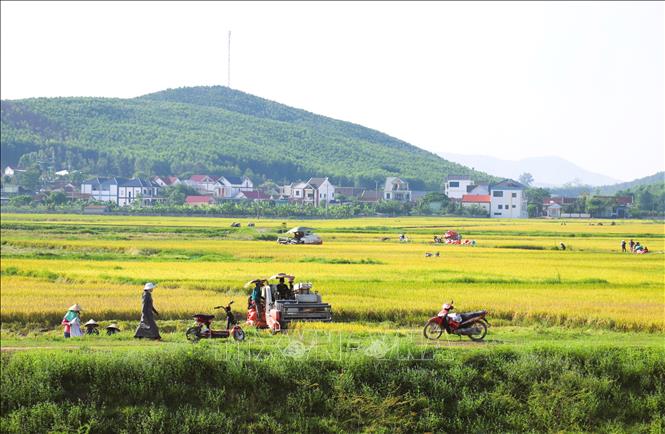 Sông Đào đóng một vai trò to lớn trong nông nghiệp của tỉnh Nghệ An khi cung cấp nước tưới cho 25% diện tích sản xuất nông nghiệp toàn tỉnh. Ảnh: Xuân Tiến - TTXVN 