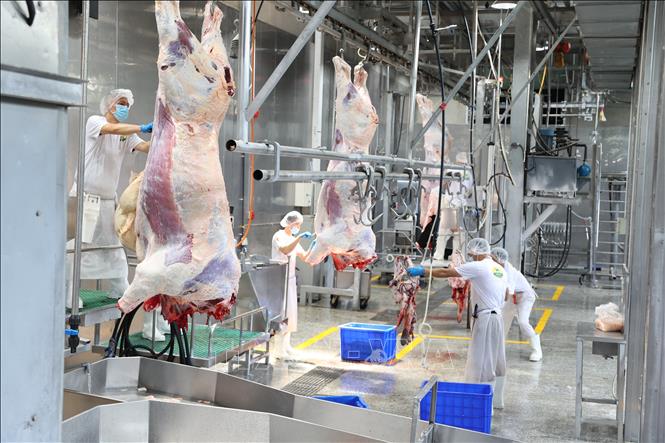 Quy trình giết mổ bò không chạm đất theo tiêu chuẩn của Australia đảm bảo tuyệt đối về an toàn vệ sinh thực phẩm. Ảnh: Thanh Tân – TTXVN