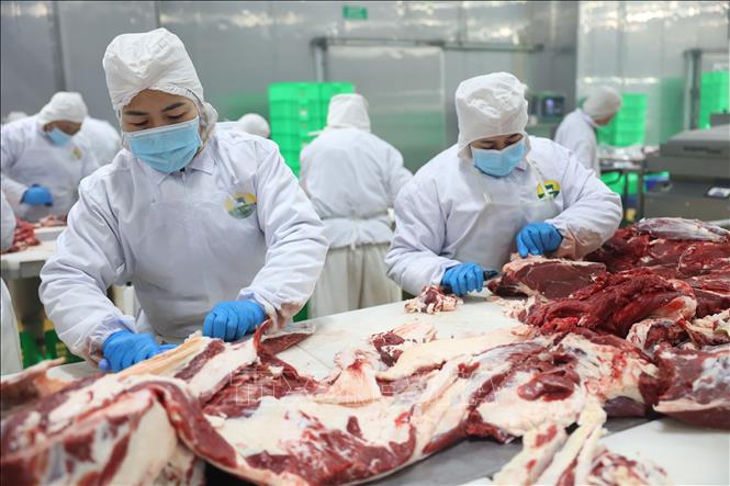 Bò Úc được pha lóc, phân loại theo quy cách. Ảnh: Thanh Tân – TTXVN 