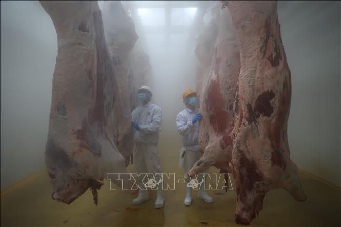 Sau công đoạn giết mổ, bò sẽ được khử trùng bằng nước nóng ở 84 độ C và đưa vào phòng làm mát ở nhiệt độ 0-4 độ C. Ảnh: Thanh Tân – TTXVN