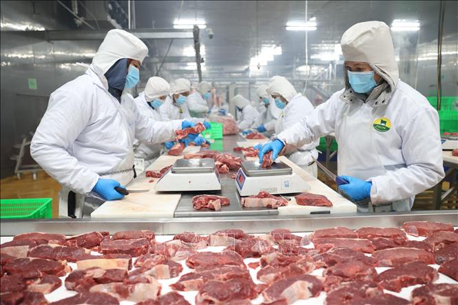 Cân thịt bò Úc thành phẩm trước khi đóng gói. Ảnh: Thanh Tân – TTXVN