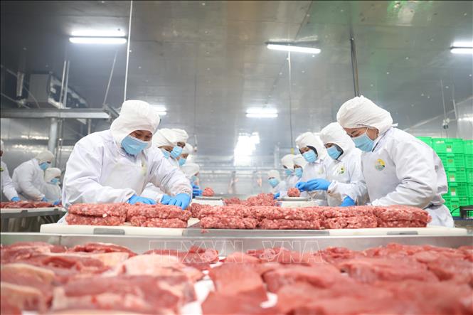 Công đoạn định hình, cân thịt bò Úc xay thành phẩm để chuẩn bị đóng gói. Ảnh: Thanh Tân – TTXVN
