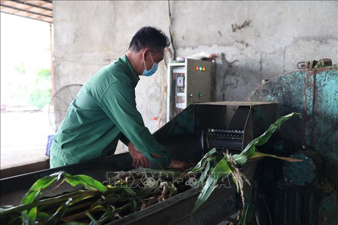 Xay nhuyễn cây ngô trước khi ủ với muối hột và mật rỉ đường làm thức ăn cho bò. Ảnh: Thanh Tân – TTXVN