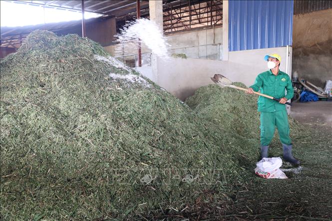 Cây ngô sau khi được xay nhuyễn sẽ được ủ với muối hột và mật rỉ đường làm thức ăn cho bò. Ảnh: Thanh Tân – TTXVN