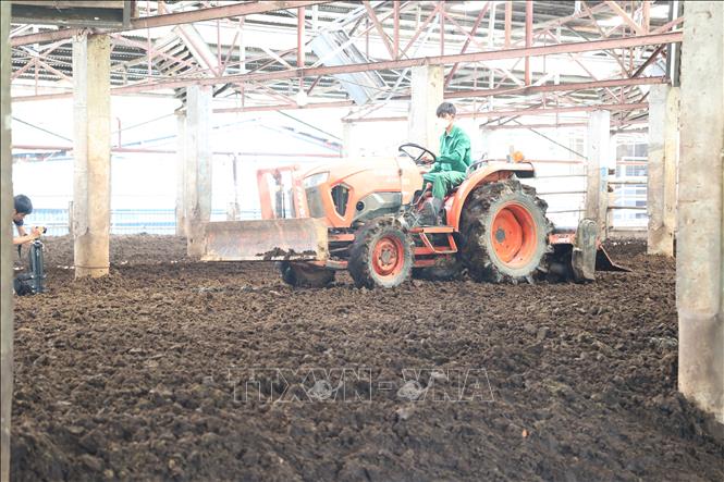 Quy trình xới phân hằng ngày giúp vi sinh phân hủy phân, không phát sinh mùi hôi trong quá trình chăn nuôi. Ảnh: Thanh Tân – TTXVN