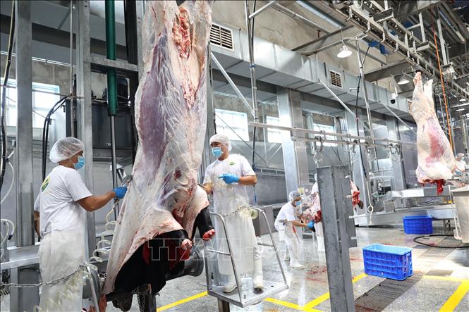 Công đoạn tách da bằng máy không chạm đất đảm bảo tuyệt đối về an toàn vệ sinh thực phẩm. Ảnh: Thanh Tân – TTXVN