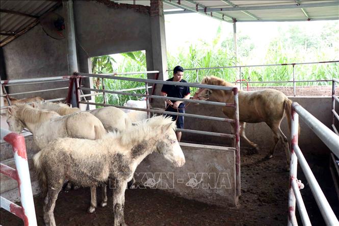 Nghề nuôi, chế biến các sản phẩm từ ngựa bạch tại xã Dương Thành mang lại thu nhập cao cho người dân. Ảnh: Trần Trang - TTXVN 