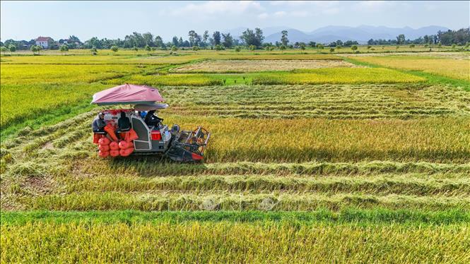 Thu hoạch lúa xuân. Ảnh: Hữu Quyết – TTXVN