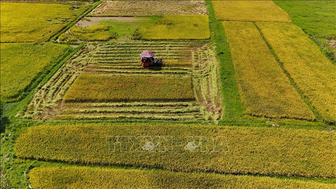 Thu hoạch lúa xuân. Ảnh: Hữu Quyết – TTXVN