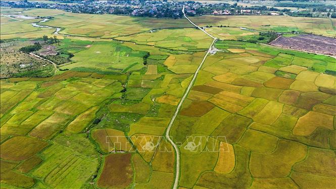 Cánh đồng lúa tại huyện Kỳ Anh (Hà Tĩnh). Ảnh: Hữu Quyết – TTXVN