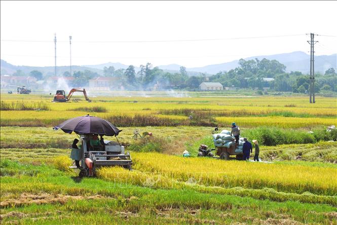 Nông dân huyện Yên Thành (Nghệ An) thu hoạch lúa Xuân 2025. Ảnh: Xuân Tiến - TTXVN 