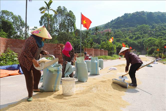Khung cảnh tất bật, rộn ràng trên những con đường thuộc miền sơn cước huyện Yên Thành (Nghệ An) trong những ngày thu hoạch lúa Xuân. Ảnh: Xuân Tiến - TTXVN 