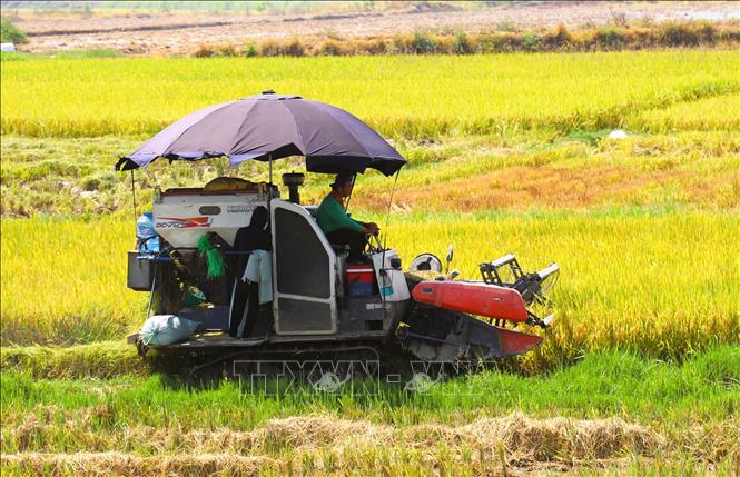 Nông dân thu hoạch lúa Xuân 2025 trên cánh đồng thuộc xã Lăng Thành (huyện Yên Thành, Nghệ An). Ảnh: Xuân Tiến - TTXVN