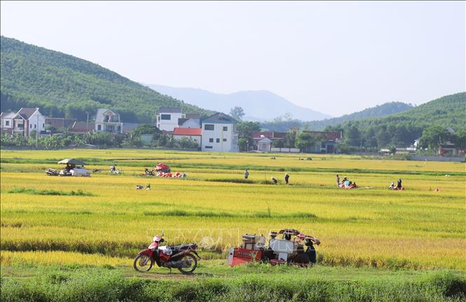 Nông dân nhộn nhịp thu hoạch lúa Xuân 2025 trên cánh đồng thuộc huyện Yên Thành (Nghệ An). Ảnh: Xuân Tiến - TTXVN 