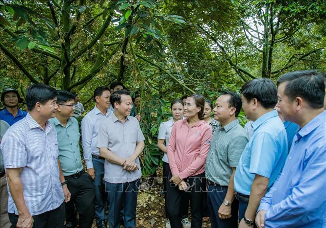 Đoàn công tác của Bộ Nông nghiệp và Môi trường do Bộ trưởng Đỗ Đức Duy làm trưởng đoàn đi thăm vùng trồng sầu riêng tại huyện Krông Pắc. Ảnh: TTXVN phá 