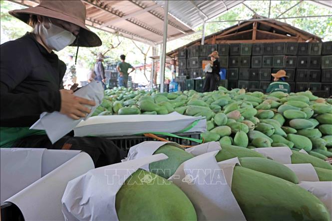 Farmers in Son La province prepare mangoes to export to China. VNA Photo: Trần Việt