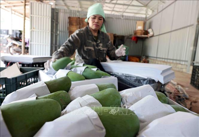 Farmers in Son La province prepare mangoes to export to China. VNA Photo: Trần Việt