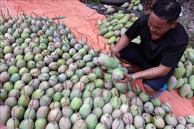 Farmers in Son La province prepare mangoes to export to China. VNA Photo: Trần Việt