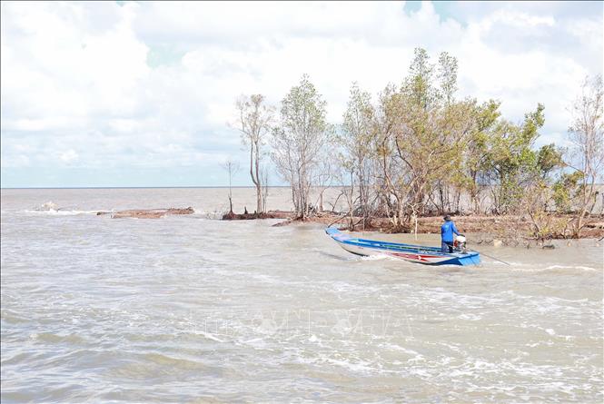 Tốc độ sạt lở ngày càng gia tăng tại bờ biển Đông, trong đó có cửa biển Vàm Lũng, bình quân khoảng 20-40 m/năm. Ảnh: Huỳnh Anh – TTXVN