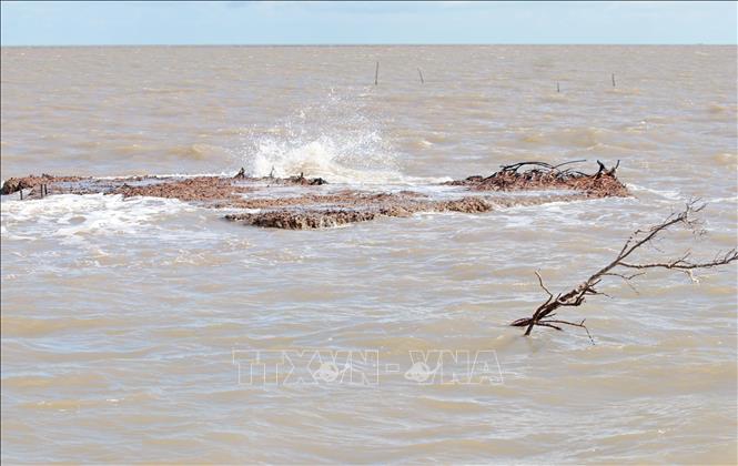 Khi cây rừng mất đi, nơi vốn trước đây là bờ thì nay chỉ còn là mõm đất chơ vơ trước sóng biển. Ảnh: Huỳnh Anh - TTXVN
