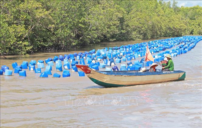 Tình trạng mất đất, mất rừng vì sạt lở đang đe dọa trực tiếp đến đời sống, sinh kế người dân phía bên trong cửa biển Vàm Lũng. Ảnh: Huỳnh Anh – TTXVN
