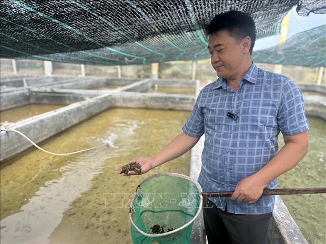 Tiến sĩ Nguyễn Đình Quang Duy, Phó Giám đốc Trung tâm Quốc gia giống hải sản miền Trung, Viện Nghiên cứu nuôi trồng thủy sản 3 (RIA 3) chia sẻ về cách nuôi con giống hải sâm. Ảnh: Việt Đức – TTXVN