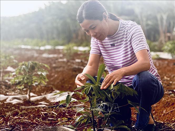 Bà Phạm Thị Nhạn, Phó Giám đốc Trung tâm Nghiên cứu Thực nghiệm Nông nghiệp Hưng Lộc bên cạnh các cây sắn giống thuộc dự án “Các hệ thống sản xuất kháng bệnh bền vững ở khu vực Mekong” (2023 – 2028) do Trung tâm Nghiên cứu Nông nghiệp quốc tế Australia (ACIAR) tài trợ, tại Trạm sản xuất và thực nghiệm Đơn Dương (huyện Đơn Dương, Lâm Đồng). Ảnh: Việt Đức – TTXVN