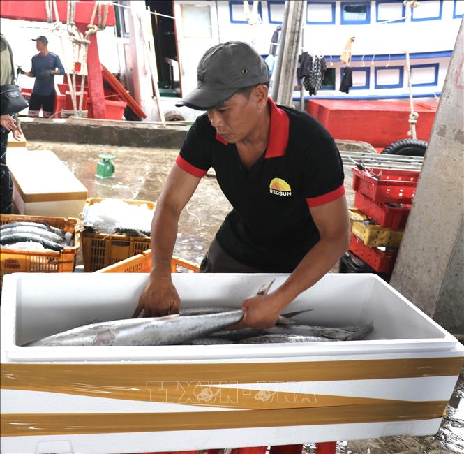 Sắp xếp cá thu vào thùng đóng gói giao cho khách hàng. Ảnh: Hồng Nhung - TTXVN