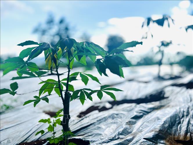 Cassava seedlings are grown at Don Duong Production and Experimental Station, Lam Dong province. The project aims to develop a cassava variety that will deliver high yields and have strong disease resistance. VNA Photo: Việt Đức
