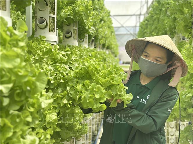 A vertical farm model operated by Australia's Orlar company in Da Sar commune, Lam Dong province. VNA Photo: Việt Đức
