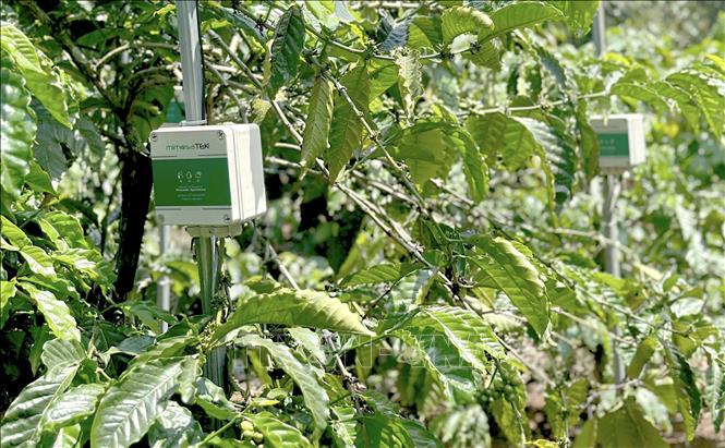 Irrigation water regulation system for coffee and pepper plants in Ea Toh commune, Krong Nang district, Dak Lak province under the project “Improving the sustainability, productivity and economic value of coffee-pepper farming systems and value chains in the Central Highlands” (V-SCOPE) with the support of ACIAR. VNA Photo: Việt Đức