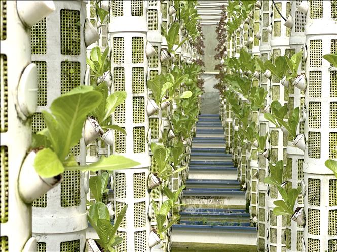A vertical farm model operated by Australia's Orlar company in Da Sar commune, Lam Dong province. VNA Photo: Việt Đức