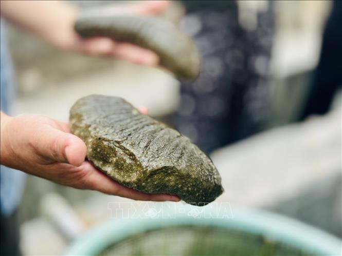 Sea cucumbers are farmed at the Research Institute for Aquaculture 3 (RIA 3), Khanh Hoa province, with support from the Australian Center for International Agricultural Research (ACIAR). VNA Photo: Việt Đức