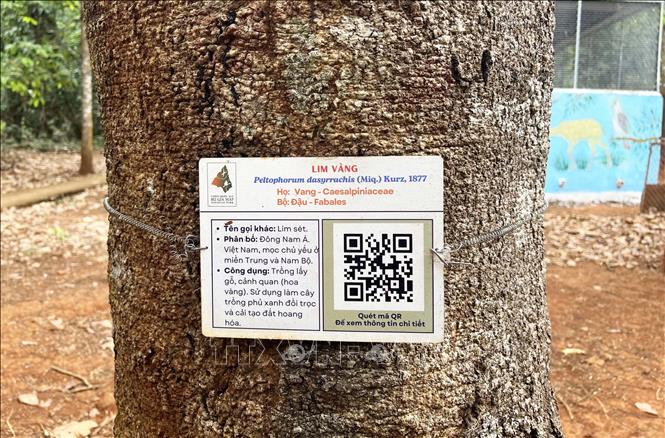 Mã QR trên cây rừng ở vườn quốc gia Bù Gia Mập giúp dễ dàng tra cứu thông tin, bảo vệ và phát triển rừng. Ảnh: Đậu Tất Thành – TTXVN