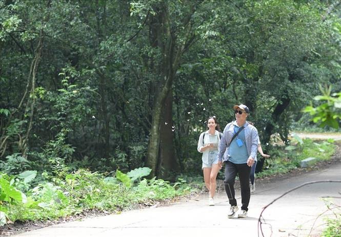 Hàng năm, vào mùa bướm, lượng du khách đến Vườn Quốc gia Cúc Phương tăng từ 4 đến 5 lần. Ảnh: Hải Yến - TTXVN.