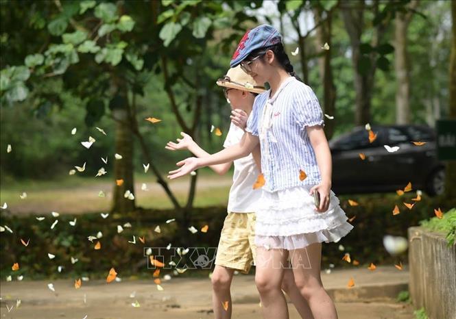Bươm bướm bay rợp trời trong cánh rừng già Cúc Phương khiến những du khách nhí thích thú. Ảnh: Hải Yến - TTXVN