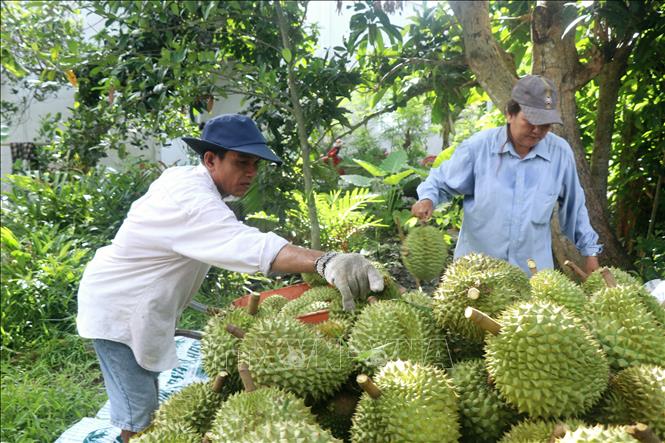 Nông dân Cần Thơ thu hoạch sầu riêng. Ảnh: Thu Hiền - TTXVN