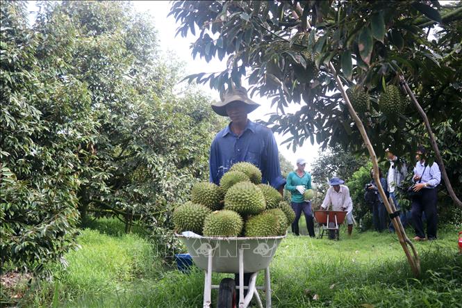 Thu hoạch sầu riêng tại xã Nhơn Ái, huyện Phong Điền (Cần Thơ). Ảnh: Thu Hiền - TTXVN