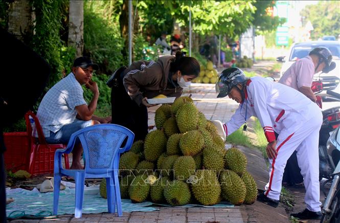 Vào chính vụ, xuất khẩu gặp khó, sầu riêng chủ yếu tiêu thụ nội địa nên giá sầu riêng bán lẻ chỉ bằng 1/2 cùng kỳ năm ngoái. Ảnh: Thu Hiền - TTXVN
