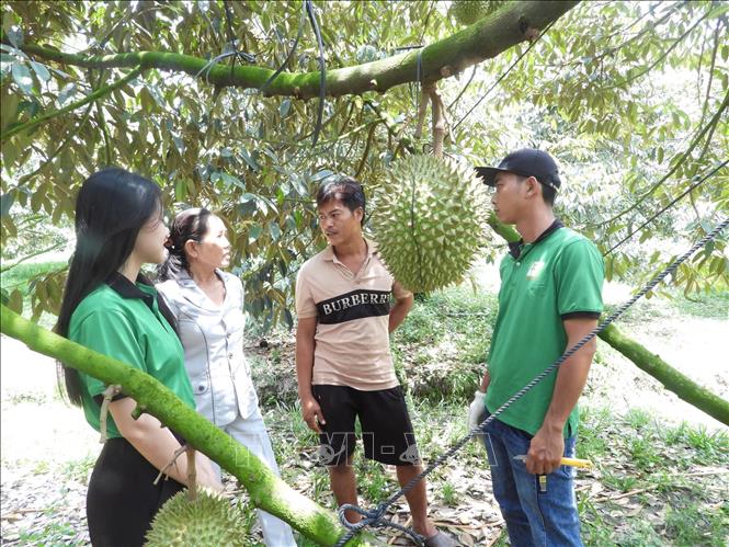Thành viên Hợp tác xã sầu riêng Bàu Đồn trao đổi kinh nghiệm canh tác sầu riêng. Ảnh: Thanh Tân - TTXVN