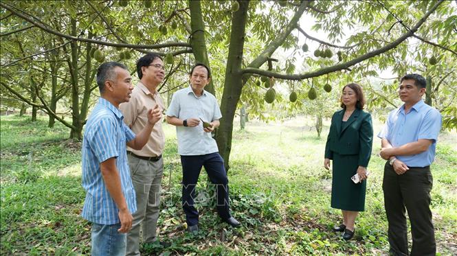 Các đơn vị chuyên môn tìm hiểu quy trình canh tác sầu riêng tại Hợp tác xã sầu riêng Bàu Đồn, xã Bàu Đồn, huyện Gò Dầu. Ảnh: Thanh Tân - TTXVN