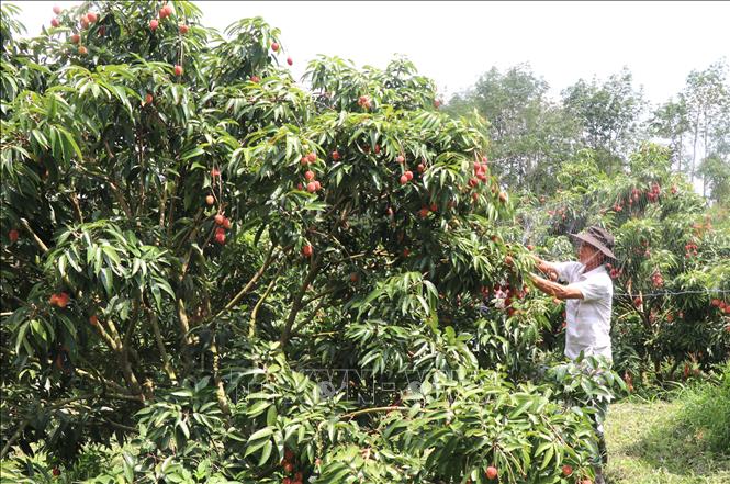 Nông dân xã Ea Bar, huyện Sông Hinh, thu hoạch vải. Ảnh: Tường Quân - TTXVN