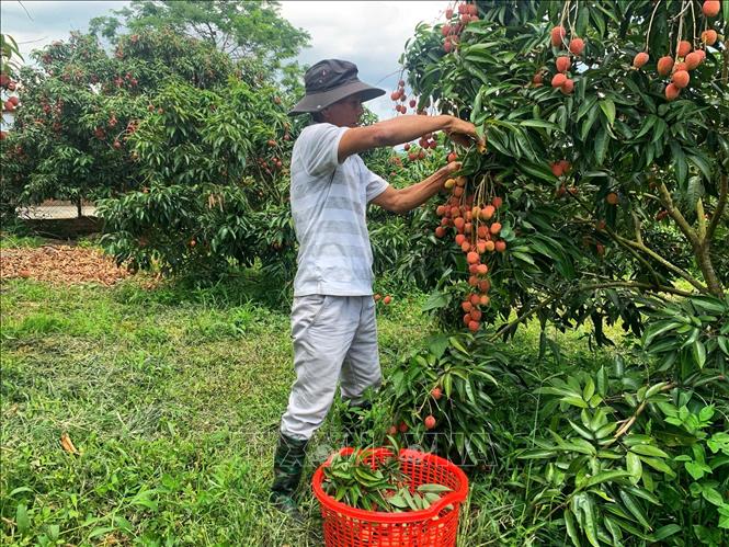 Nông dân xã Ea Bar, huyện Sông Hinh, thu hoạch vải. Ảnh: Tường Quân - TTXVN